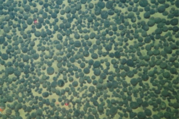 小屌干大b深海锰结核区沉积物微生物代谢适应机制